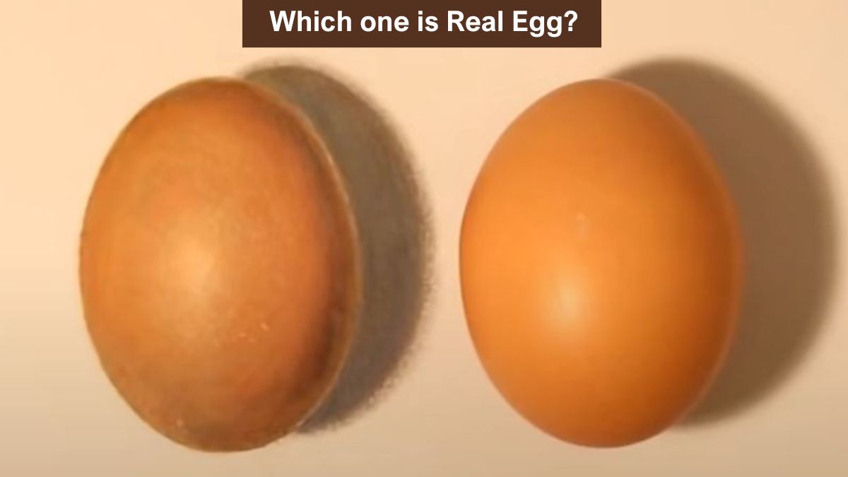 Brain Teaser to Test Your IQ: Find the Real Egg in 3 Seconds