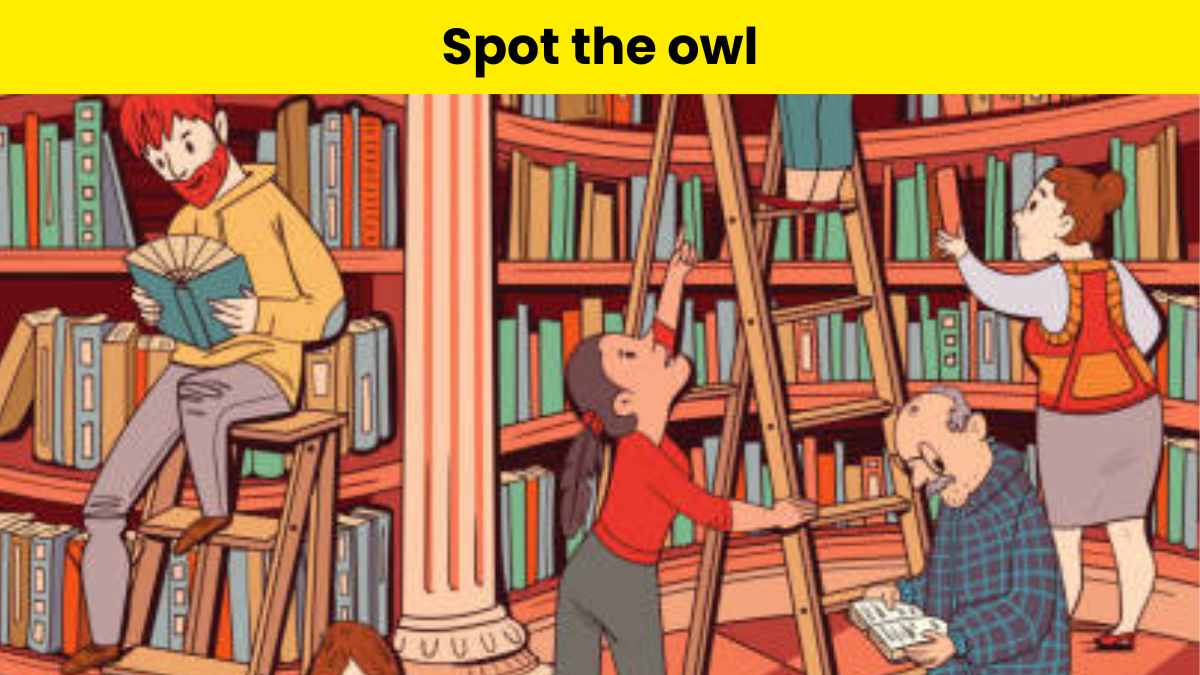 Can you spot the owl?