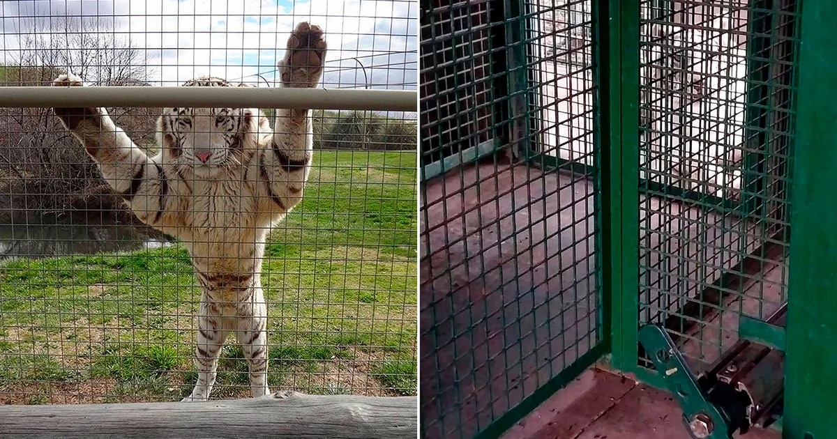 Delincuentes ingresaron a la jaula de tigres de un zoológico para robar una caja fuerte escondida Ocurrió en la localidad de Guerrico, provincia de Río Negro.  Los delincuentes buscaban las ganancias del fin de semana.