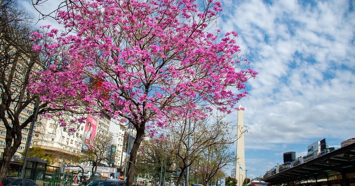 Día del Árbol: las nuevas calles verdes de Buenos Aires y más ejemplares sembrados en plazas y avenidas La Ciudad también lo celebrará toda la semana con charlas y un recorrido por árboles históricos.  todo el horario