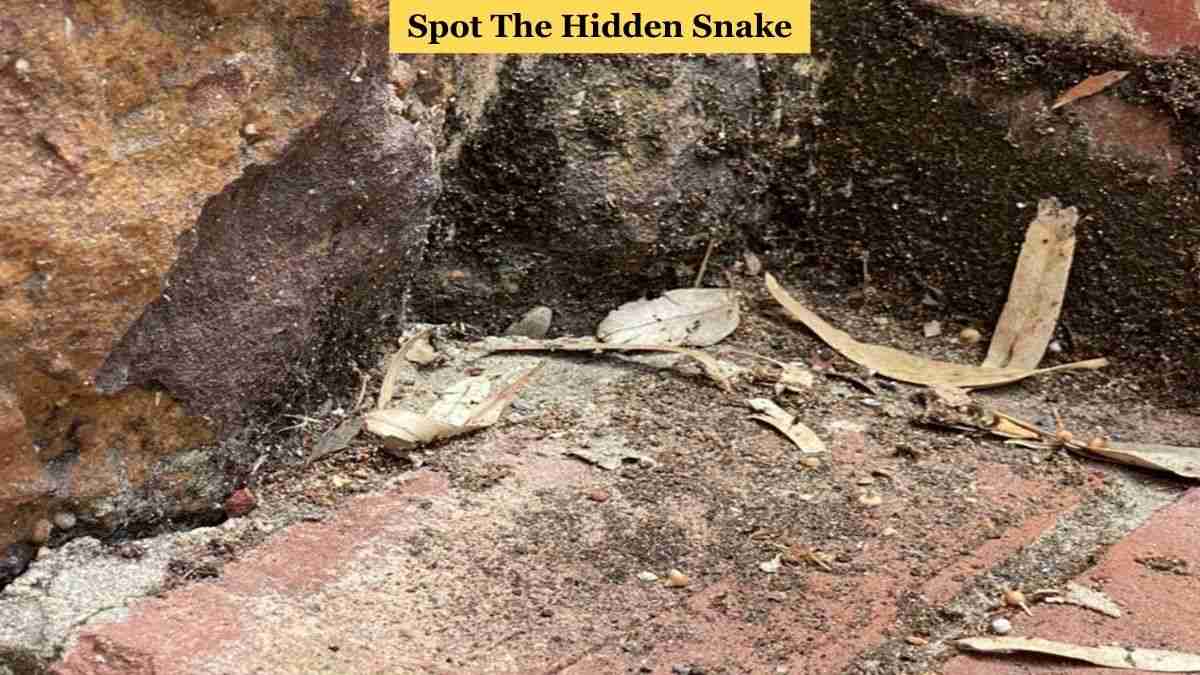 Optical Illusion Challenge To Spot The Snake Within 7 Seconds!