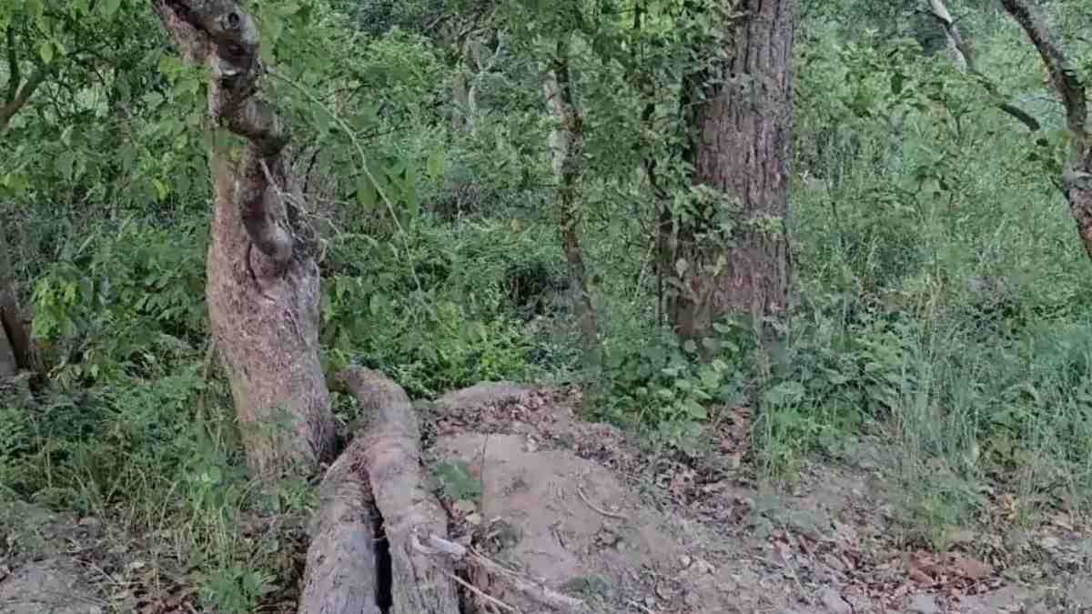 Spot the tiger in 9 seconds