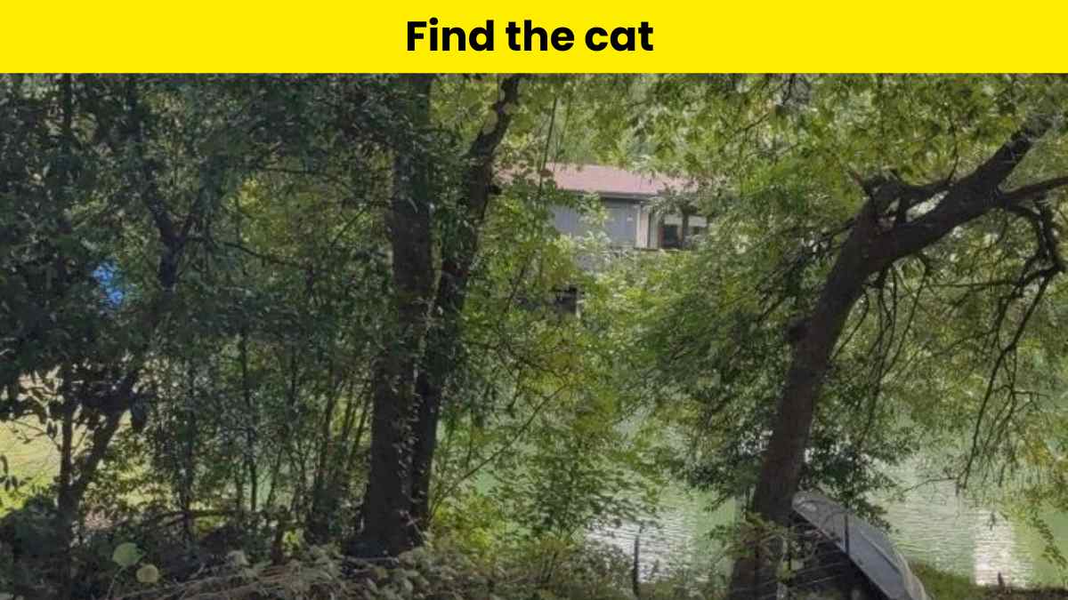 Find the cat in 7 seconds