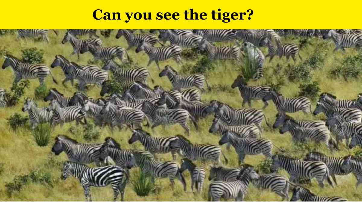 Spot The Hidden Tiger In 8 Seconds
