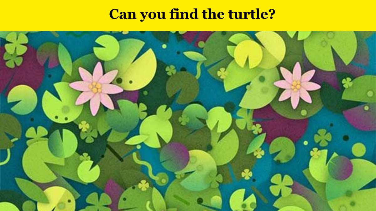 Find the turtle in 5 seconds