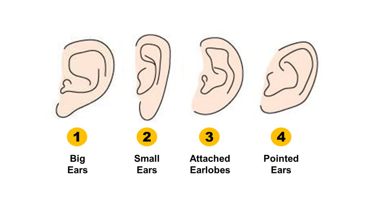 Ear Shape Personality Test