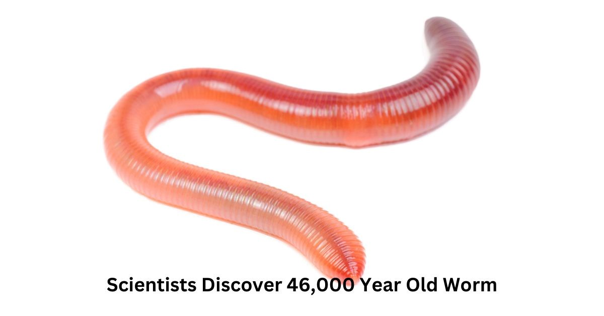 46,000 Year Old Frozen Worm Discovered