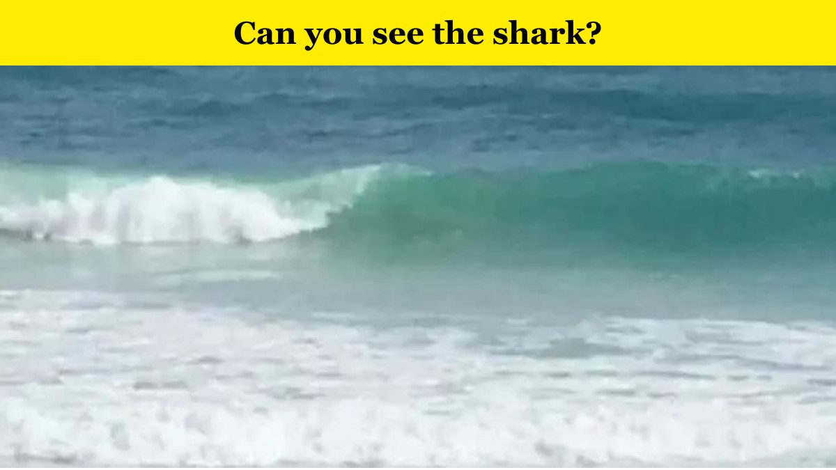 Can you spot the shark?