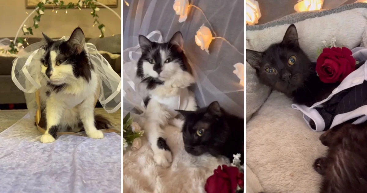 Amor a distancia: la historia de dos gatos con necesidades especiales que celebraron su boda