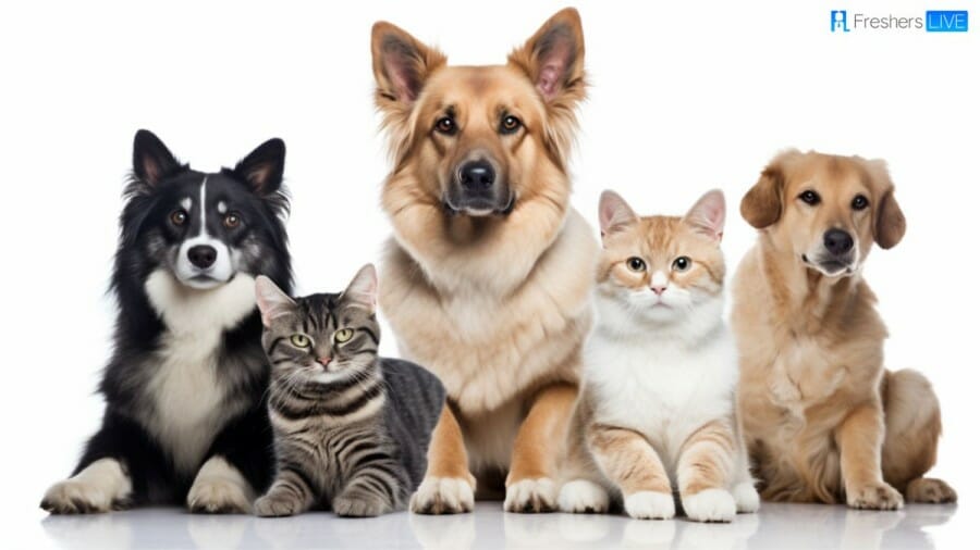 Best Pet Insurance UK 2023: Top 10 Providers