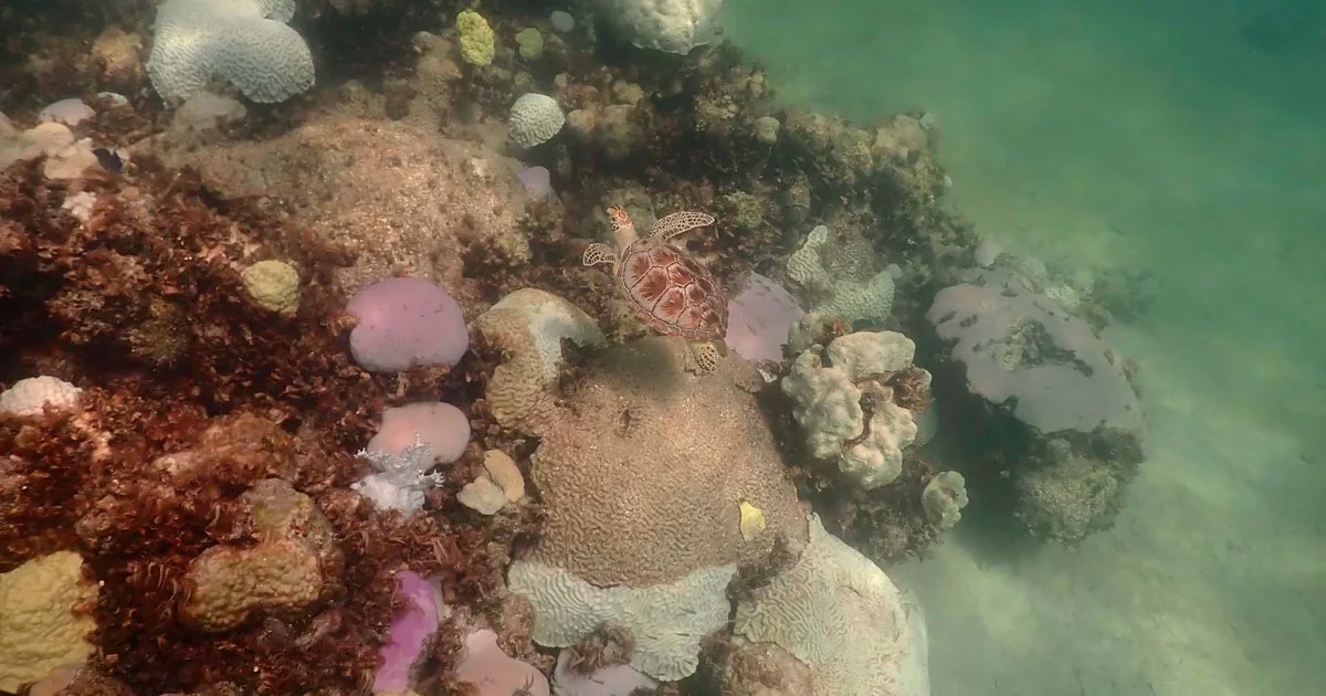 Cambio climático: por qué es preocupante la situación de los corales en Florida