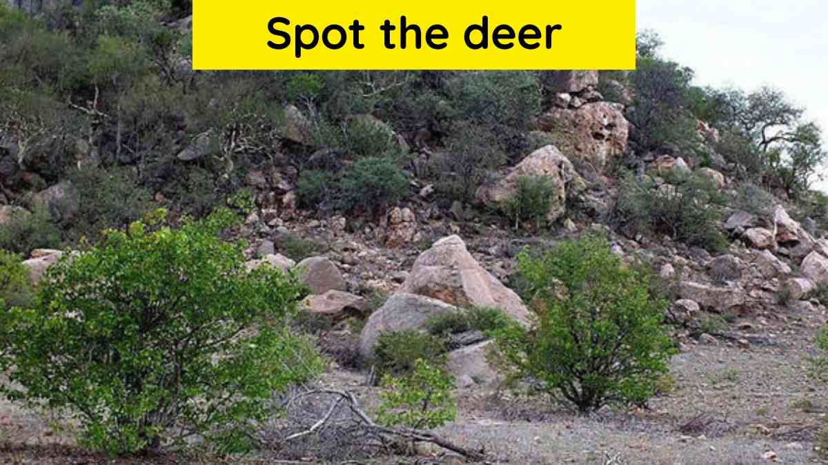 Optical illusion: Spot the deer on the hill in 12 seconds!