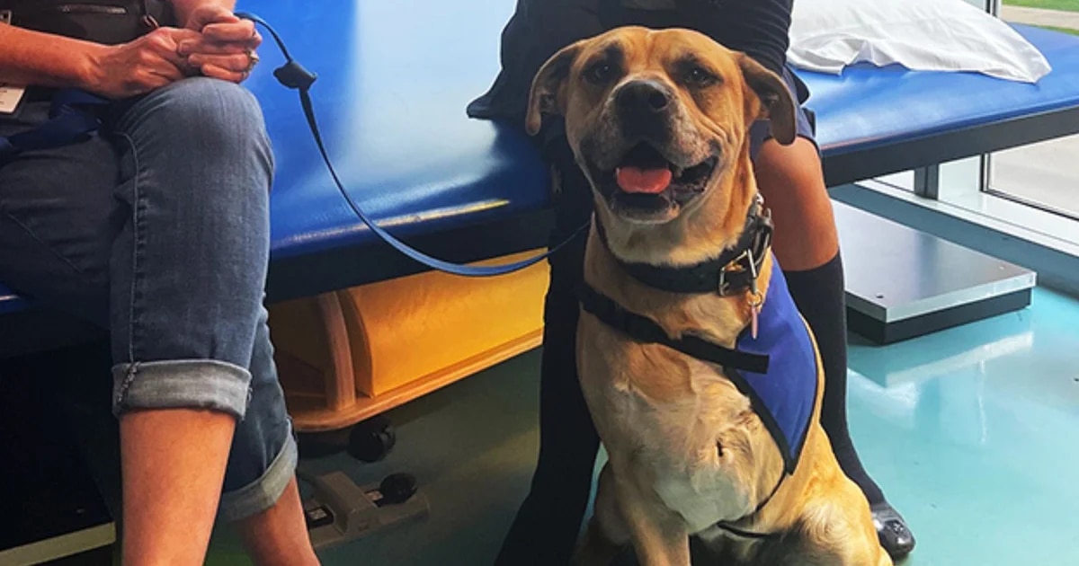 Chance, el perro de tres patas que se convirtió en la alegría de cientos de niños en una clínica