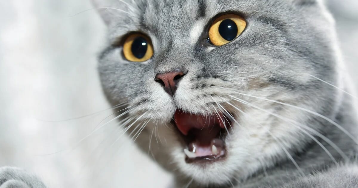 Cómo comunicarse con un gato: el significado de maullidos y gestos