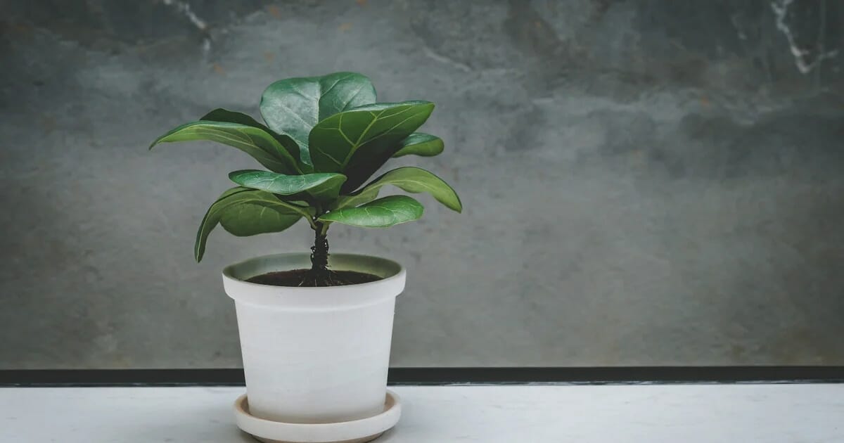 Cómo cuidar el ficus pandurata: todo lo que necesitas saber sobre esta planta de interior