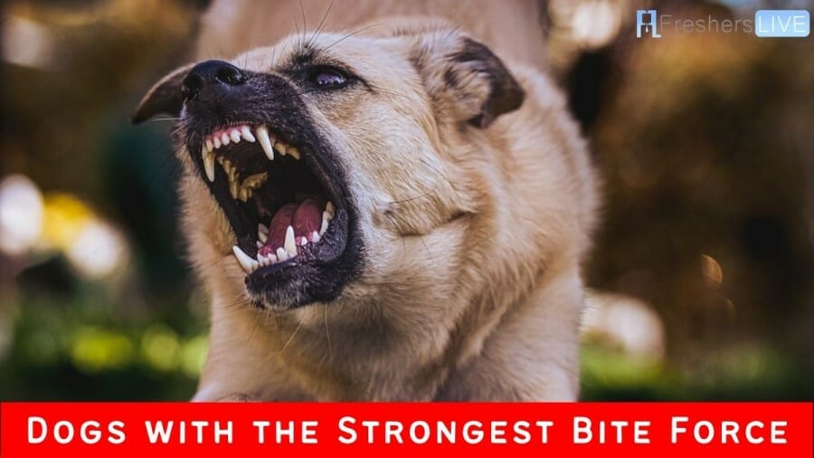 Dogs with the Strongest Bite Force 2023 - Ranking the Top 10