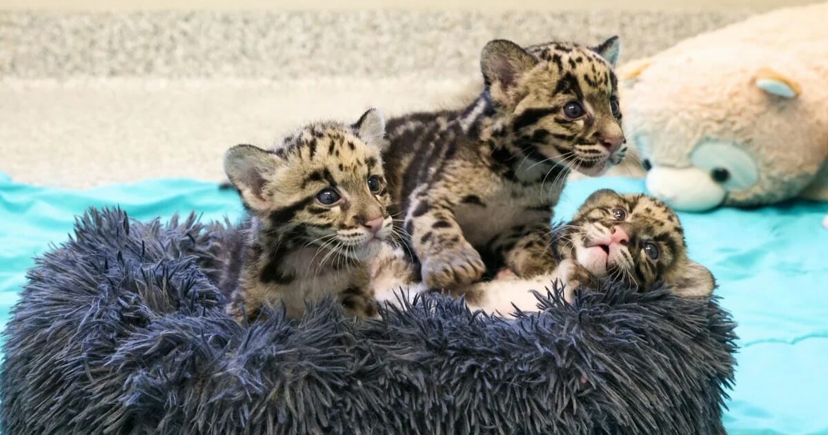El Zoológico de Nashville amplía su familia del leopardo nublado con cuatro nuevos miembros