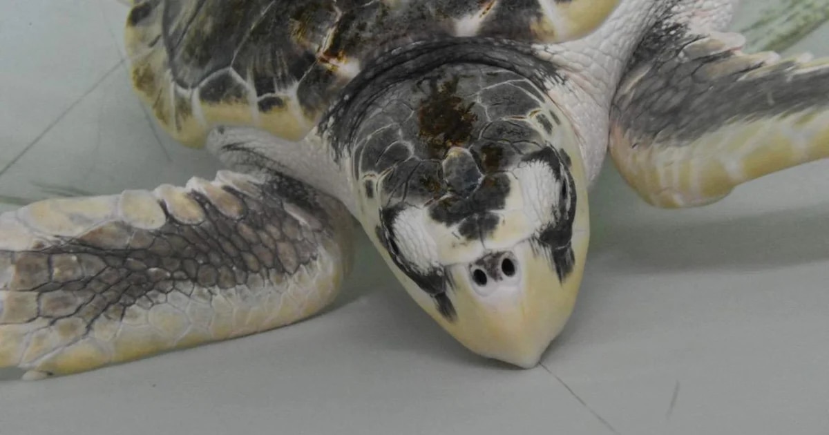 El milagro de Tally, la tortuga marina que sobrevivió al invierno lejos de su hogar en el Golfo de México