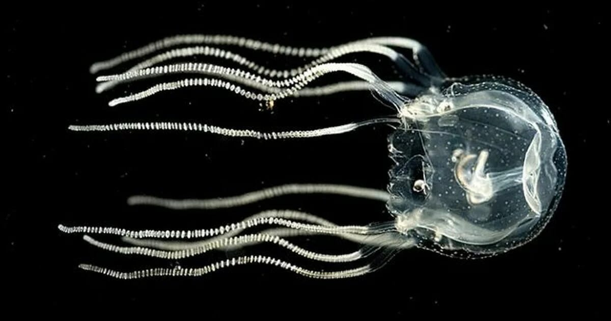 El sorprendente descubrimiento sobre las medusas: pueden aprender incluso cuando no tienen un cerebro central
