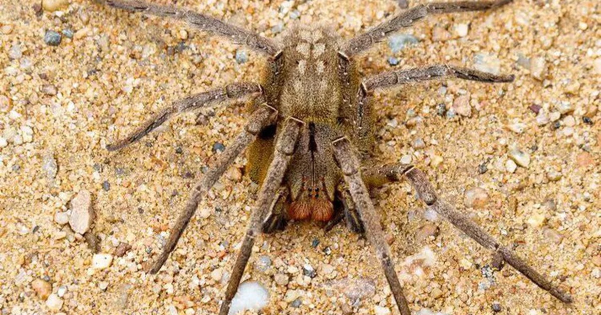 El veneno de araña se investiga como posible fármaco contra la disfunción eréctil