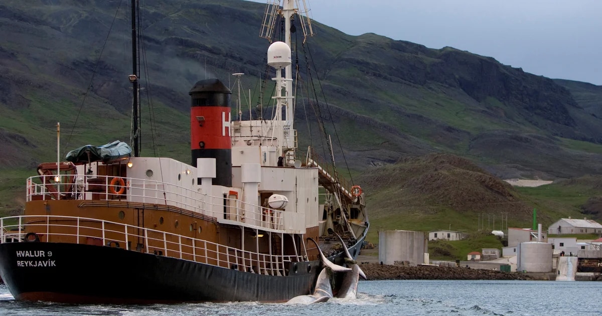 Islandia volverá a permitir la caza de ballenas, pero “en condiciones más estrictas”