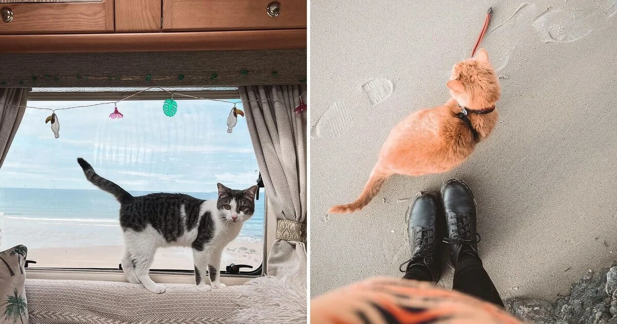 La aventura de su vida: cómo una pareja y sus gatos enfermos exploraron el Reino Unido