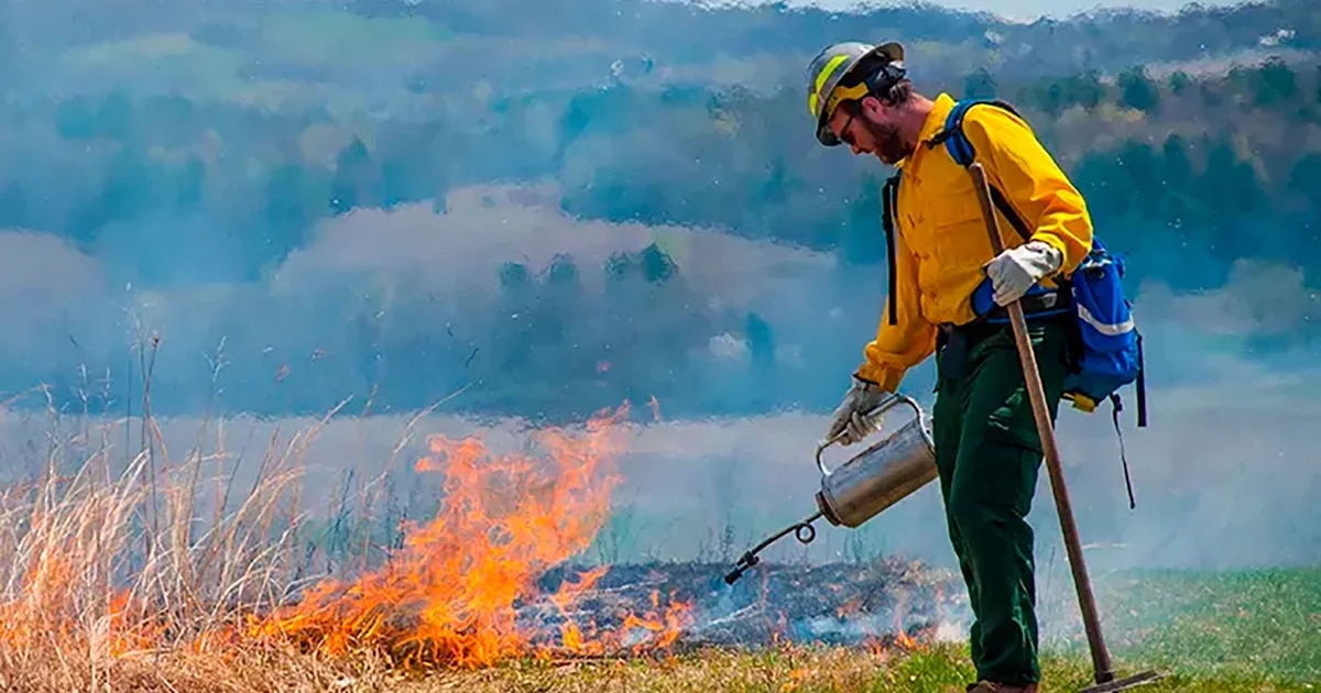 La paradoja de los incendios forestales: por qué el principal culpable puede ser la falta de fuego