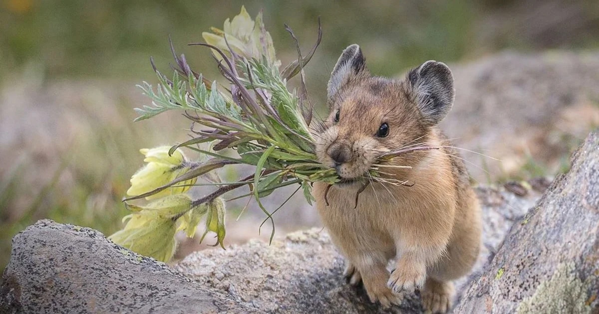 La pika americana, el roedor florista que todos adoran en las redes sociales