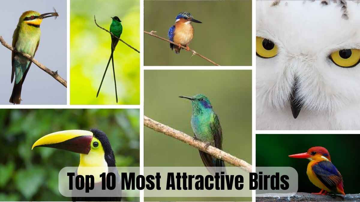 Top 10 Most Attractive Birds in the World