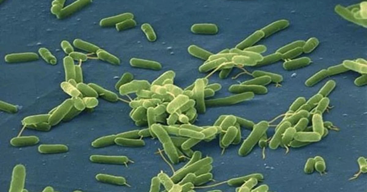 Los CDC alertan por un aumento de infecciones por bacterias carnívoras en EE.UU.
