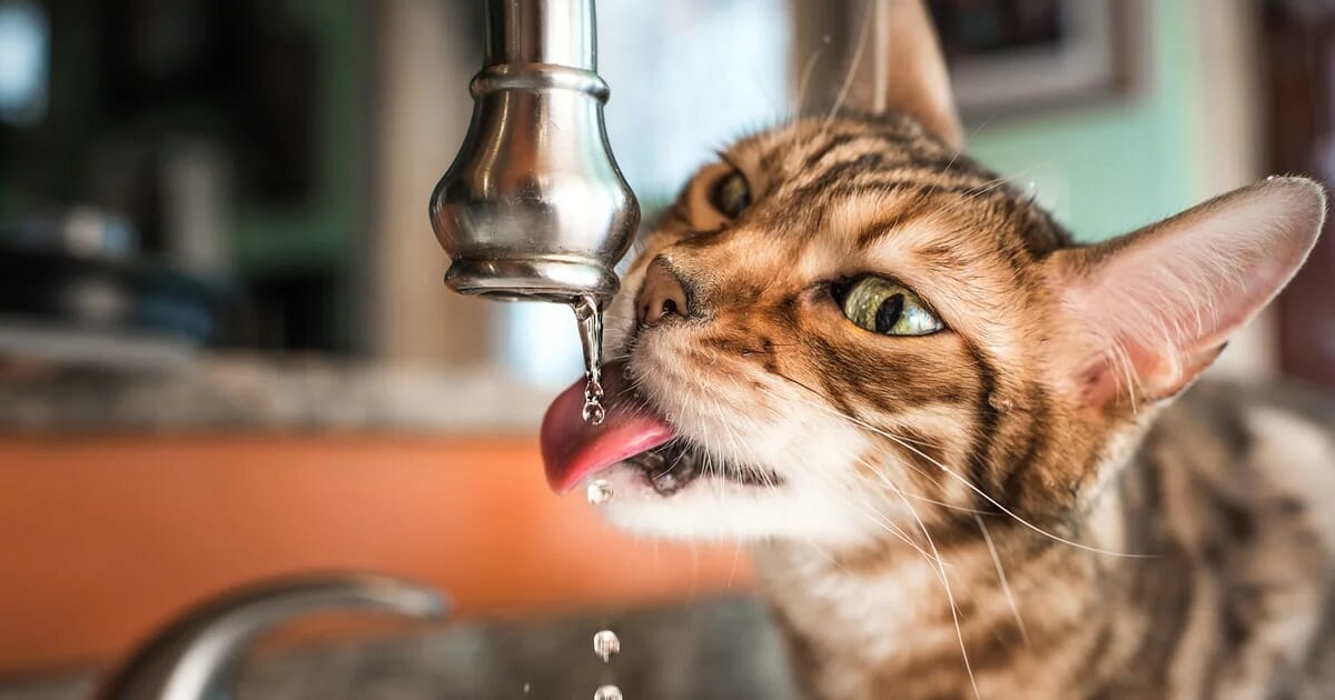 Los gatos beben muy poca agua, cómo hidratarlos bien