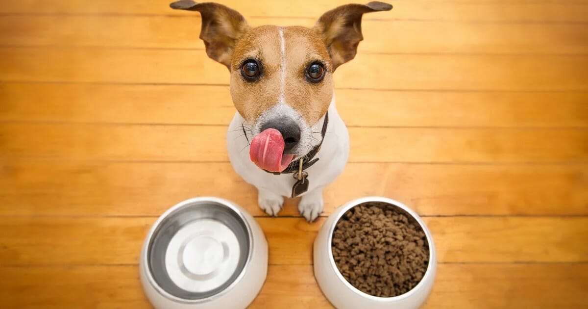 Manejo de la dieta en mascotas: la importancia de las vitaminas en el bienestar animal