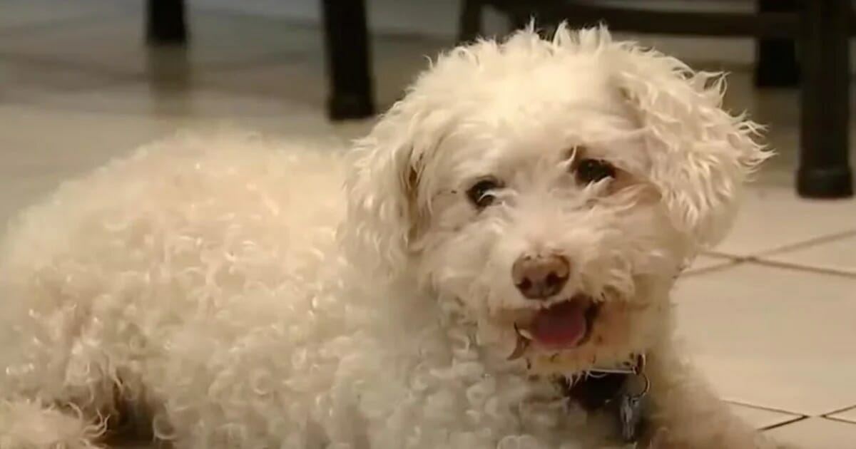 Minion, el adorable perro que volvió a casa después de una década para despedirse