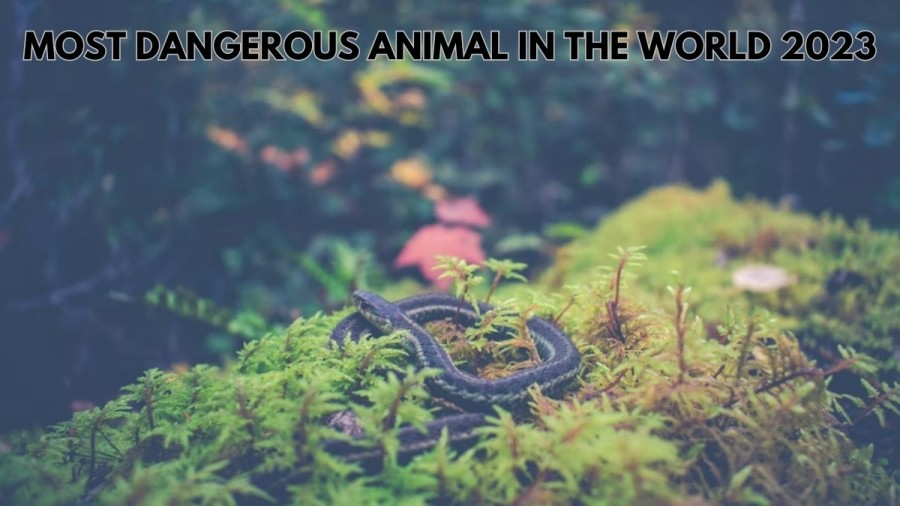 Most Dangerous Animal in the World 2023 (Top 10 Deadliest)