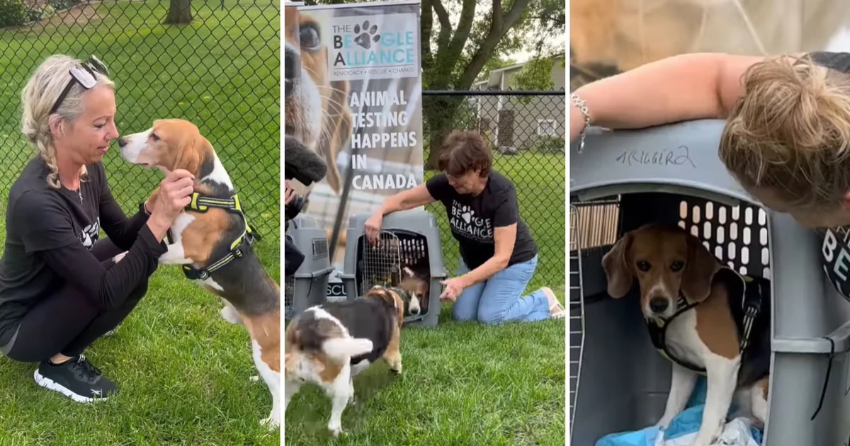 Nick, Axel y Otis, los beagles que probaron la libertad tras ser rescatados en un laboratorio