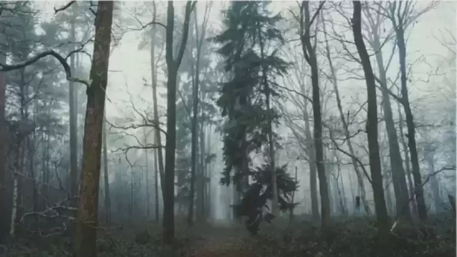 Only 20% of People Can Spot the Fox In This Forest in 20 Seconds