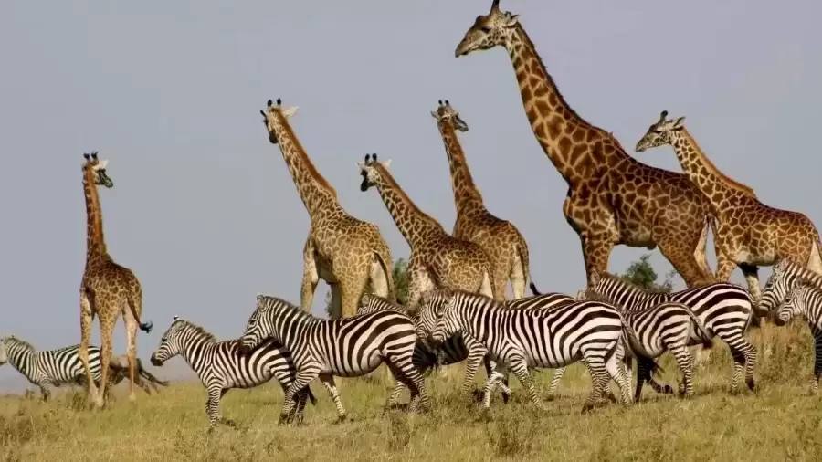 Only Genius Can Find a Lion Among these Animals in 12 Seconds?
