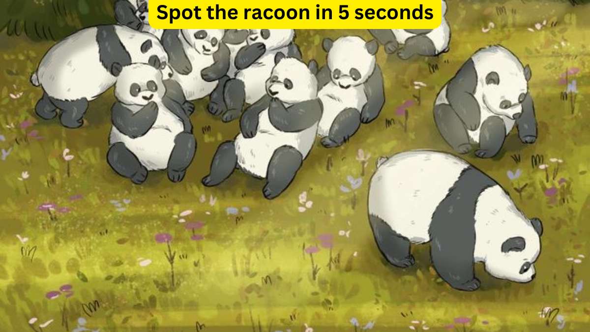 Brain Teaser- Spot the racoon among pandas in 5 seconds