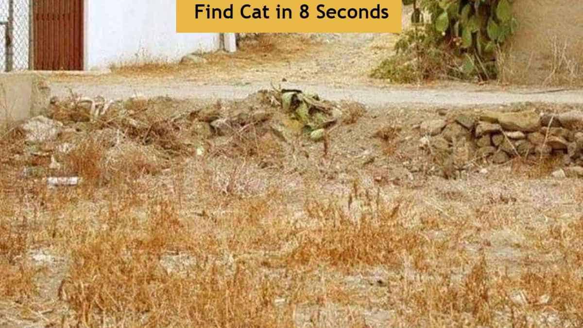 Optical Illusion: Find Cat in Grass in 8 Seconds