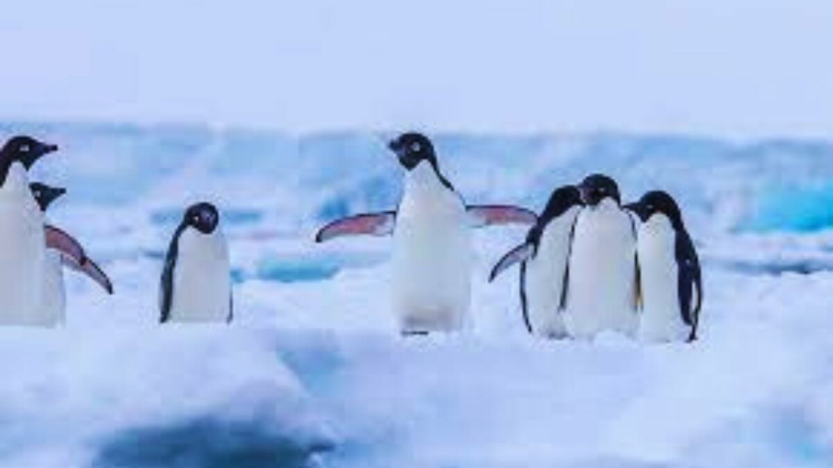Find the hidden penguin challenge!