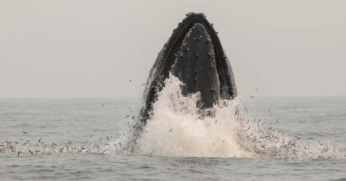 Petróleo vs ballenas: la lucha oculta en las aguas del Golfo de México