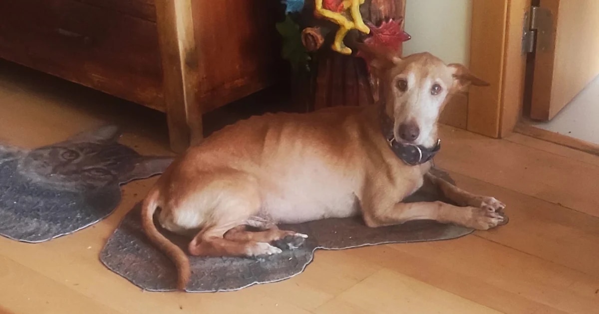 Plutón, el perro galgo con cáncer terminal y de espíritu inquebrantable que busca hogar