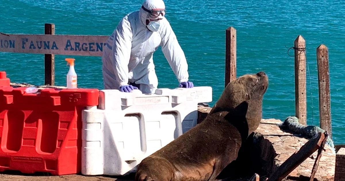 Se detectaron nuevos casos de gripe aviar en lobos marinos de Chubut y Río Negro.  Luego de ser analizadas, las muestras tomadas a varios animales que fueron encontrados muertos en Puerto Madryn y Sierra Grande arrojaron resultado positivo.