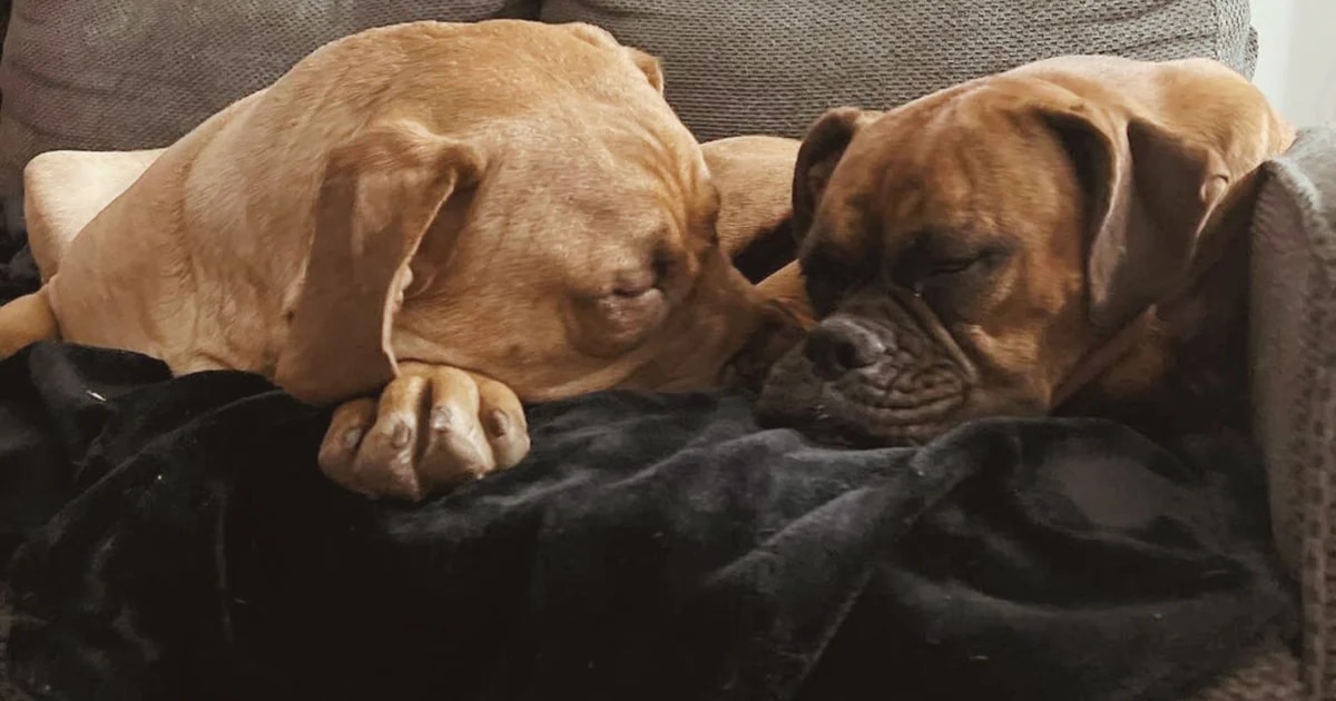 Sherman y Wicket: una lección de adaptación, paciencia y amor entre perros