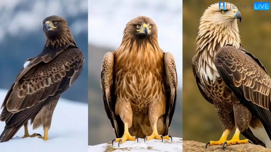 Strongest Eagle in the World - Top 10 Majestic Hunters