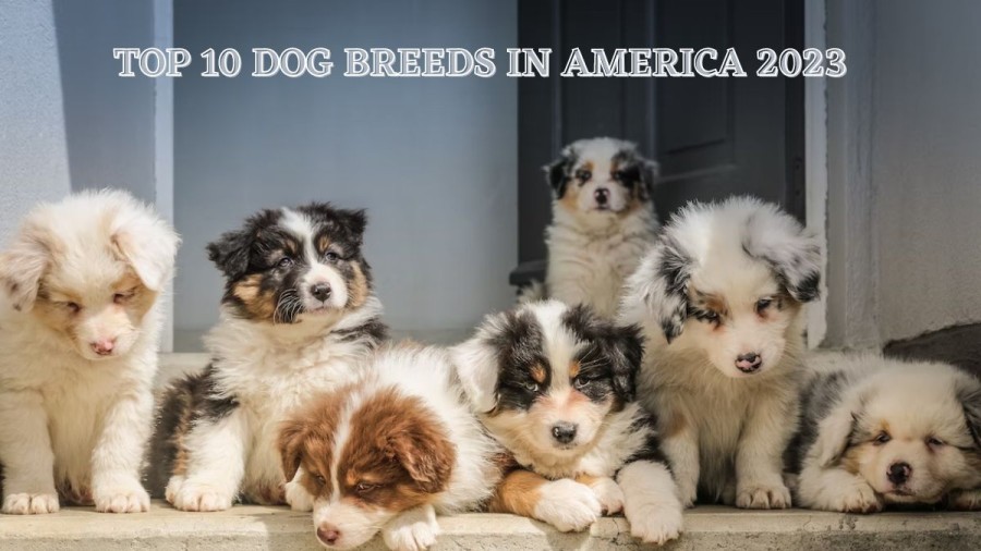 Top 10 Dog Breeds in America 2023 ( with Pictures )