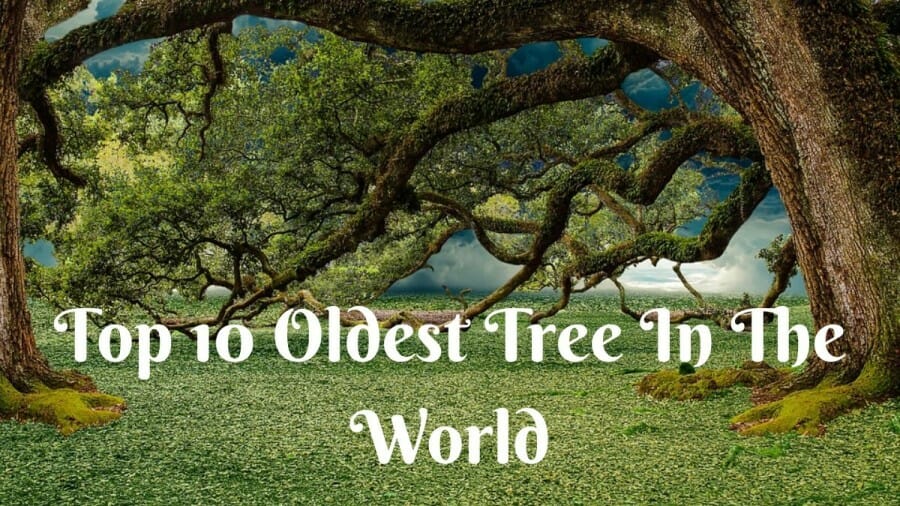 Top 10 Oldest Tree in the World 2023 - Ranked [with Age]