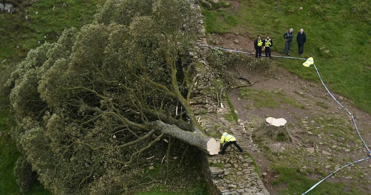 Tristeza en Reino Unido por la tala del icónico “árbol de Robin Hood”: detuvieron a un adolescente