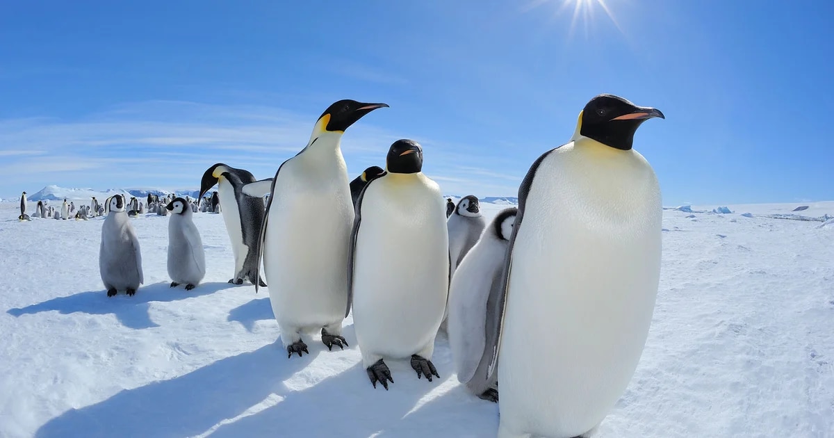 “Un desastre para la vida silvestre”: la gripe aviar podría llegar a la Antártida, advirtió un grupo internacional de expertos