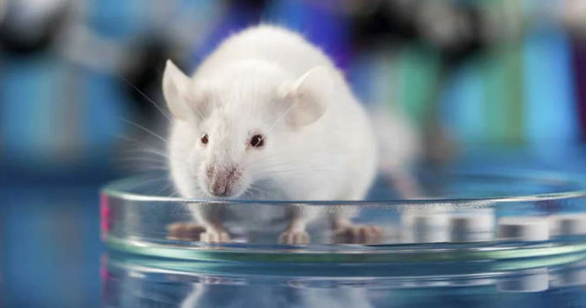 Un ratón con 100.000 neuronas humanas en el cerebro abre el camino a nuevas terapias para el Alzheimer